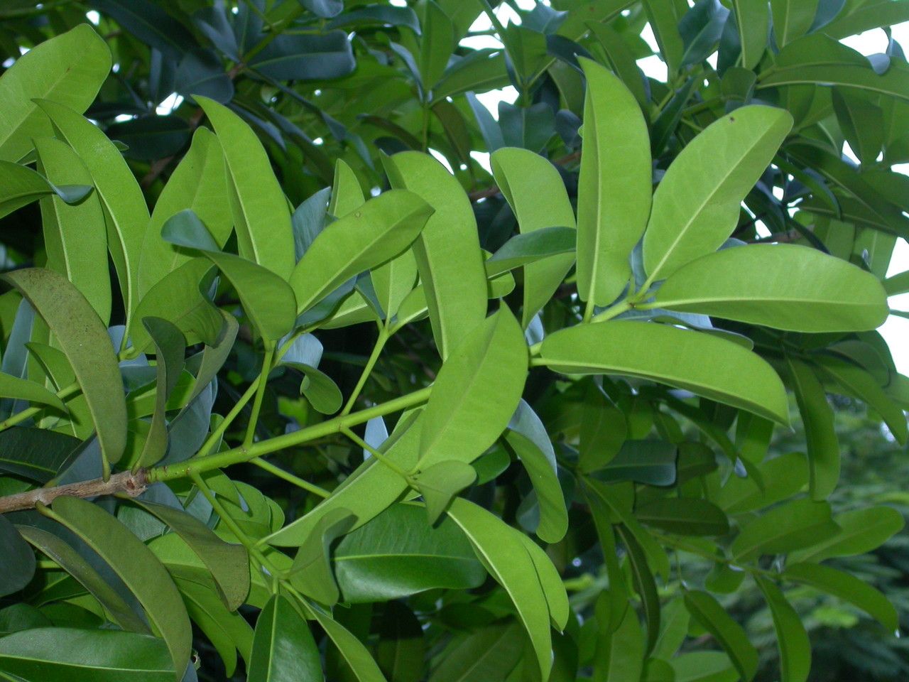 Mammea siamensis — search result for 'Calophyllaceae'