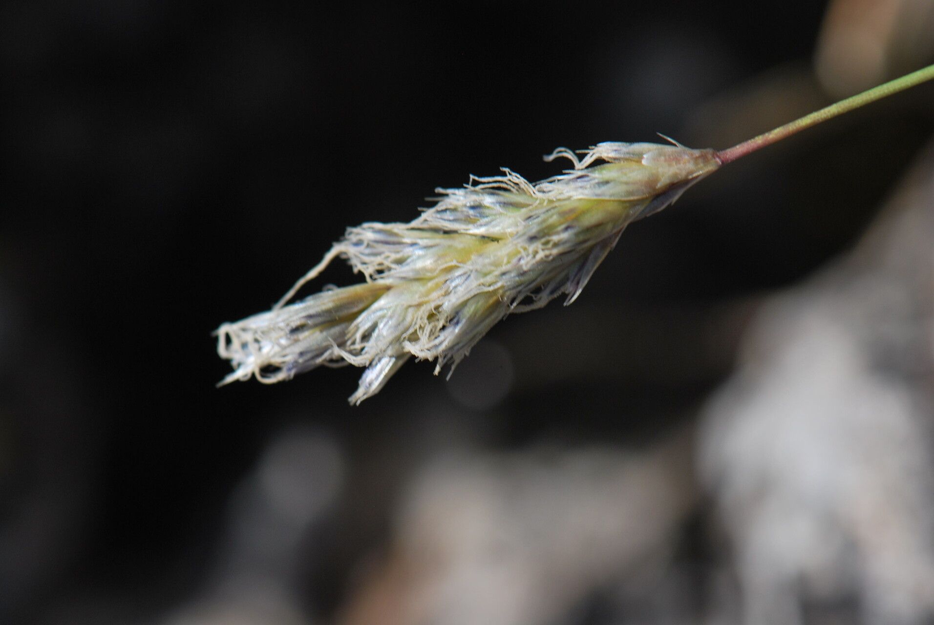 Sesleria insularis flower