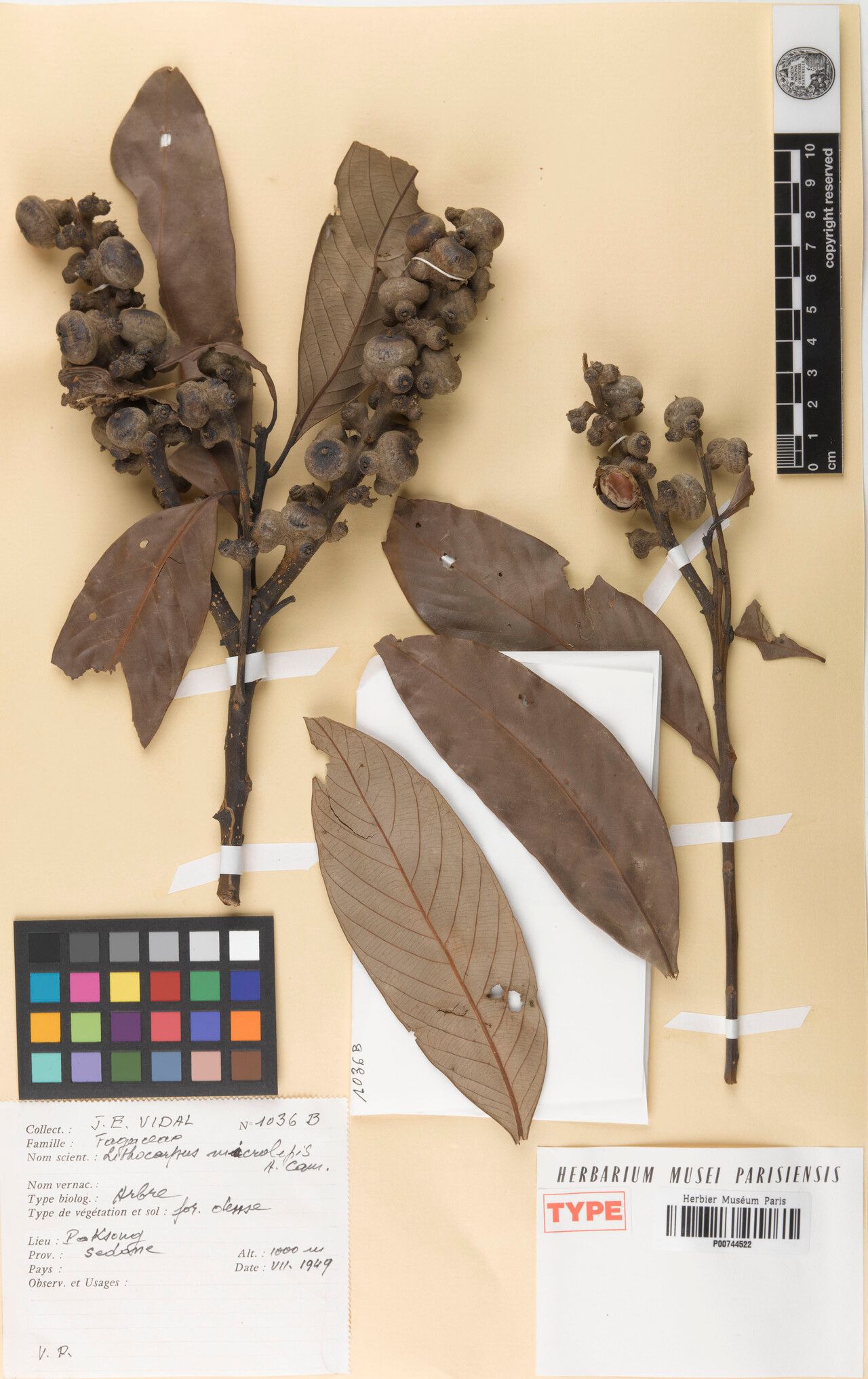 Lithocarpus microlepis — search result for 'Lithocarpus'