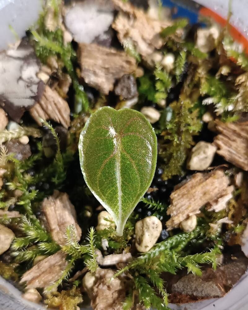 Alocasia azlanii leaf
