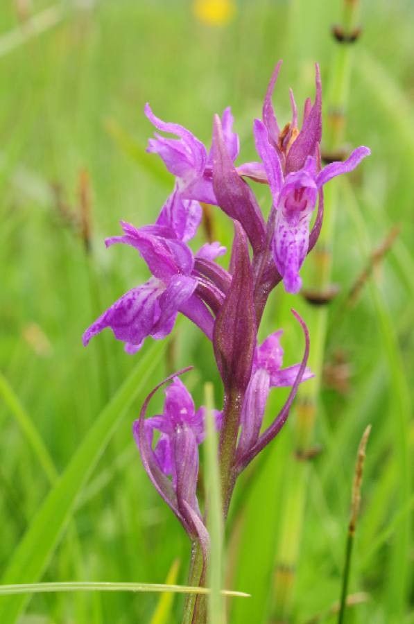 Dactylorhiza traunsteineri flower