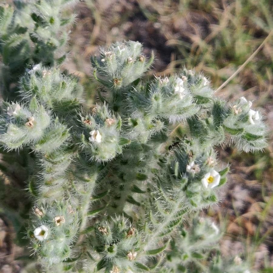 Cryptantha humilis flower