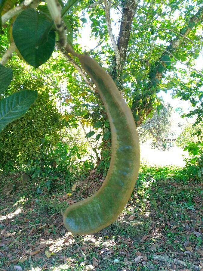 Inga spectabilis fruit