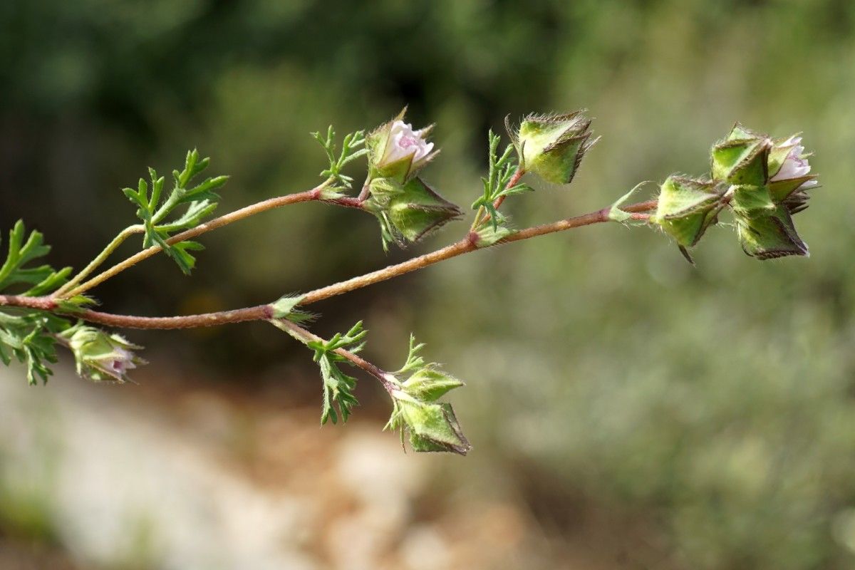 Malva aegyptiaca flower
