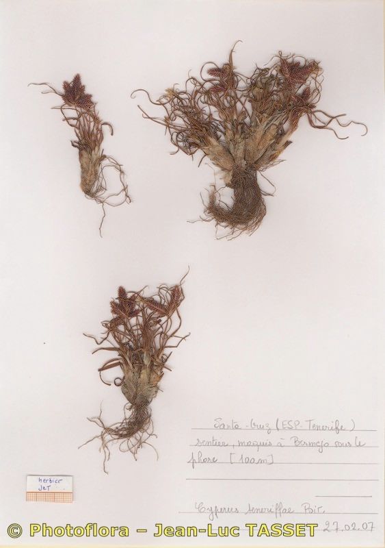 Cyperus teneriffae habit