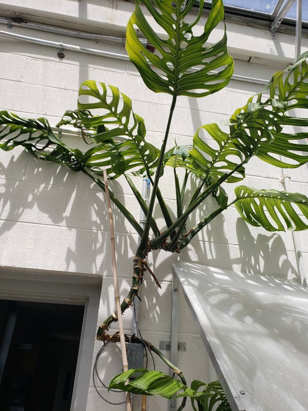 Monstera epipremnoides habit