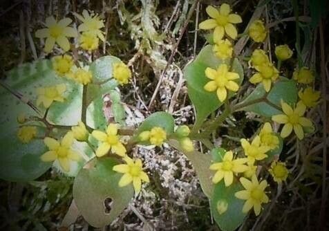 Aichryson divaricatum flower