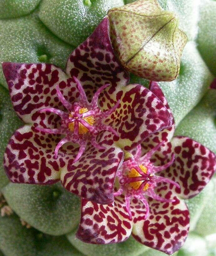 Larryleachia marlothii — related species from the same genus