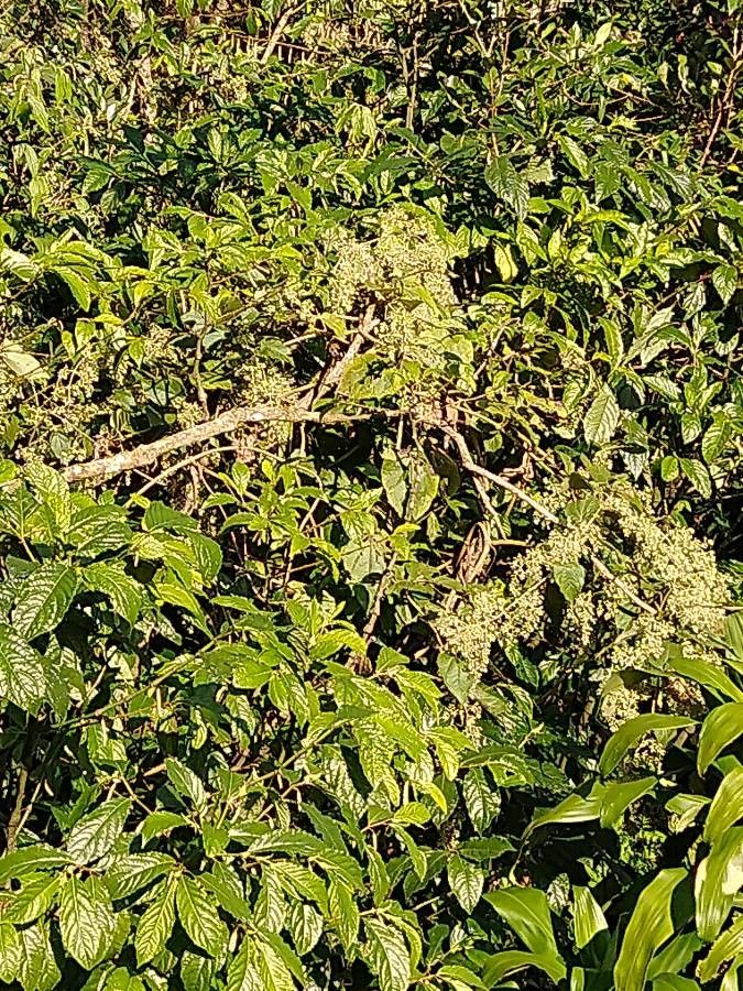 Cestrum microcalyx — search result for 'Cestrum'