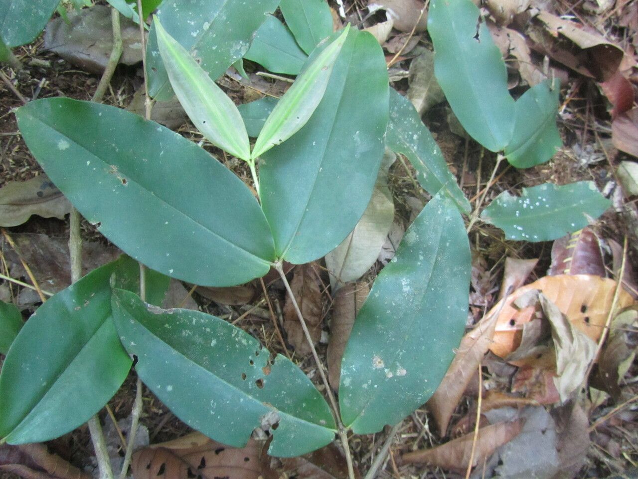 Mouriri gleasoniana — search result for 'Melastomataceae'