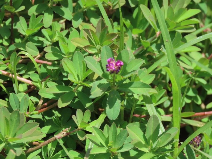 Trifolium usambarense — houseplant care guide