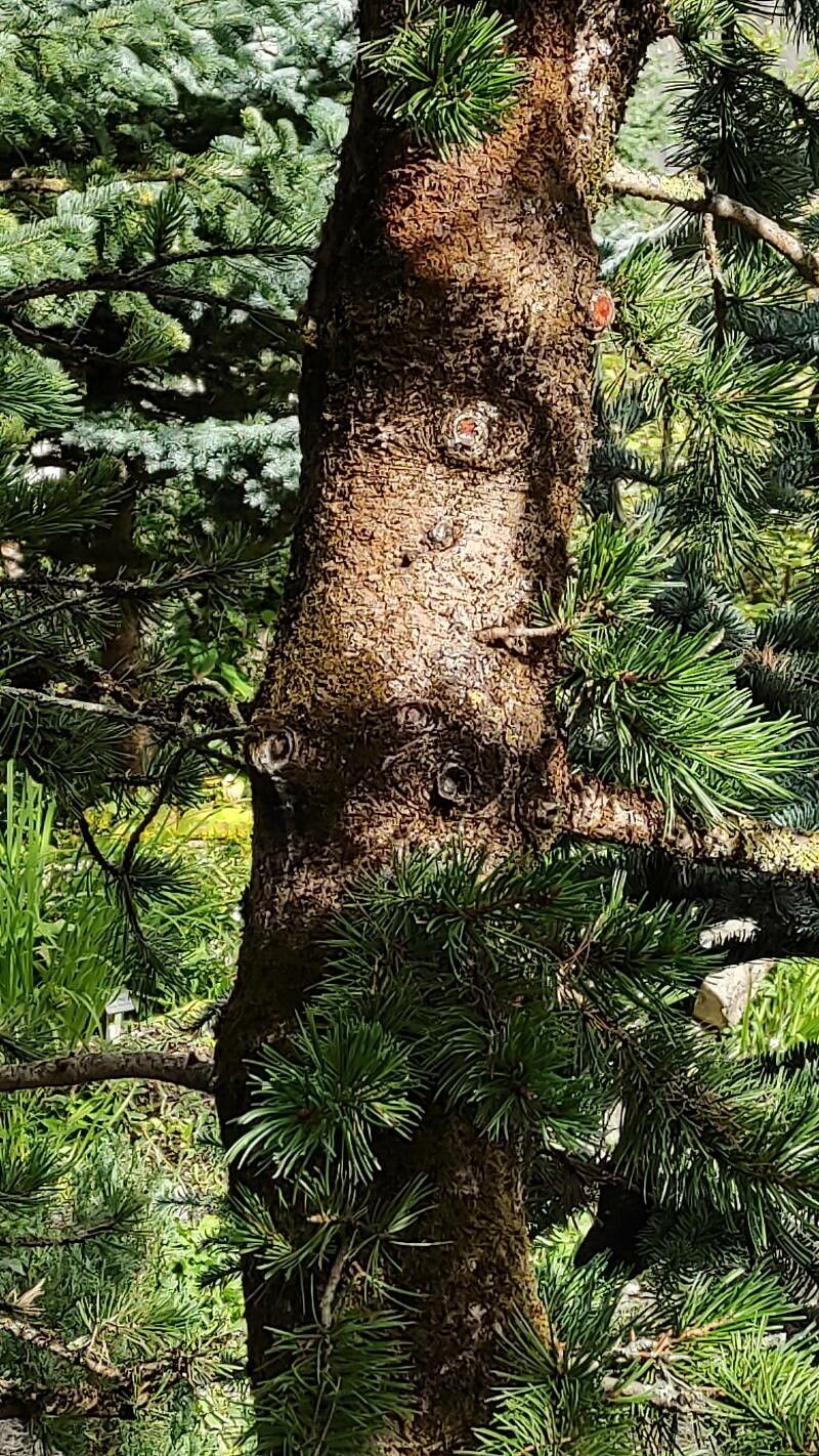 Pinus aristata bark