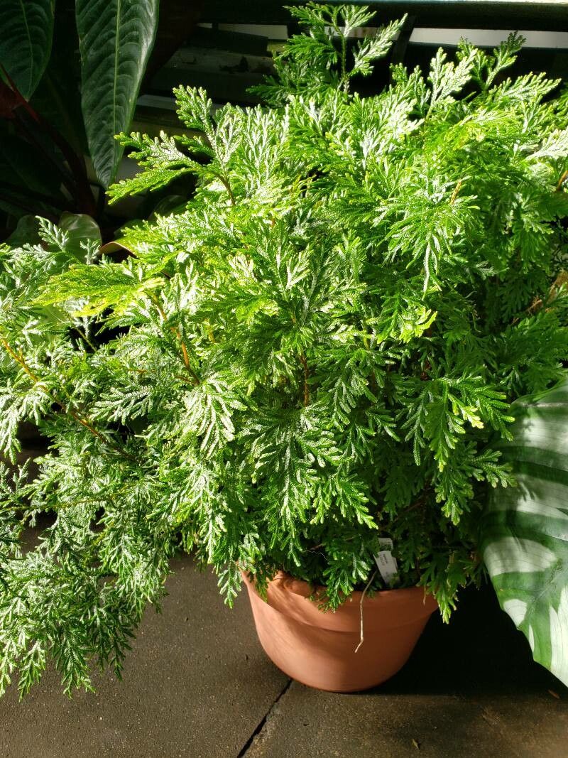 Selaginella plana habit