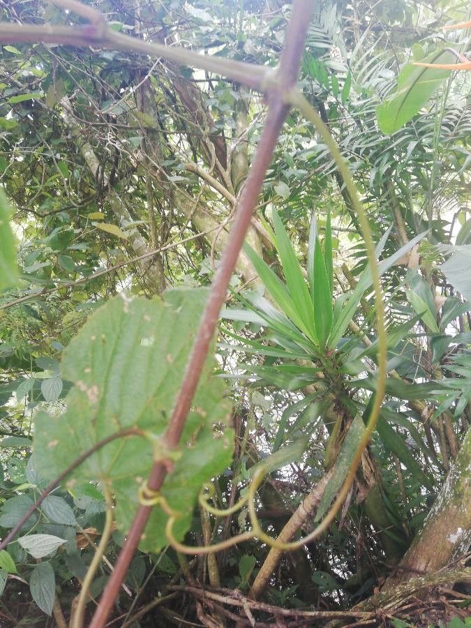 Vitis tiliifolia bark