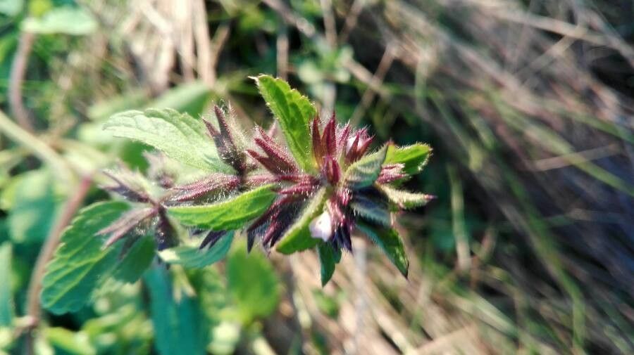 Stachys arvensis flower