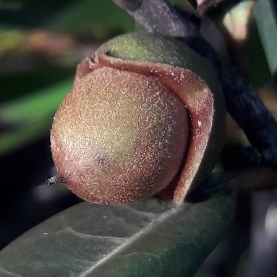 Diospyros revolutissima fruit