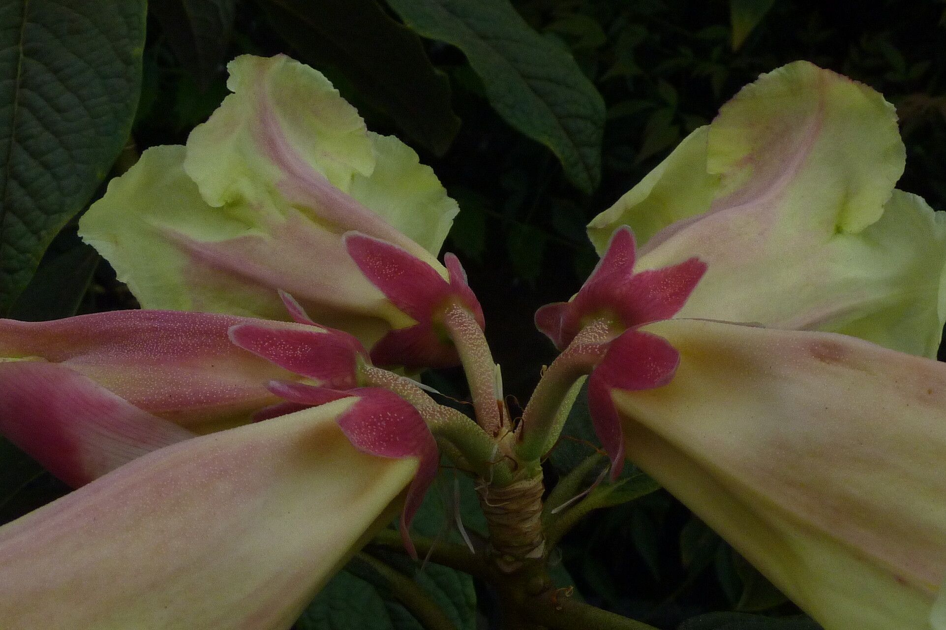 Rhododendron nuttallii flower