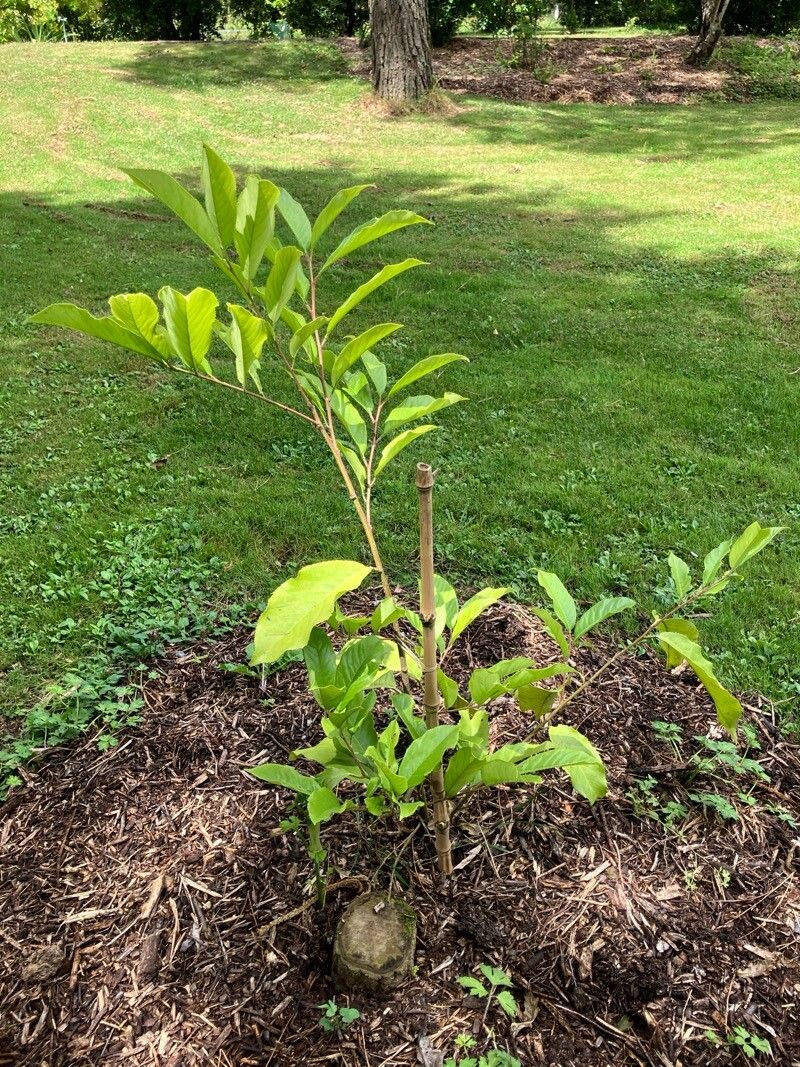 Prunus zippeliana — houseplant care guide