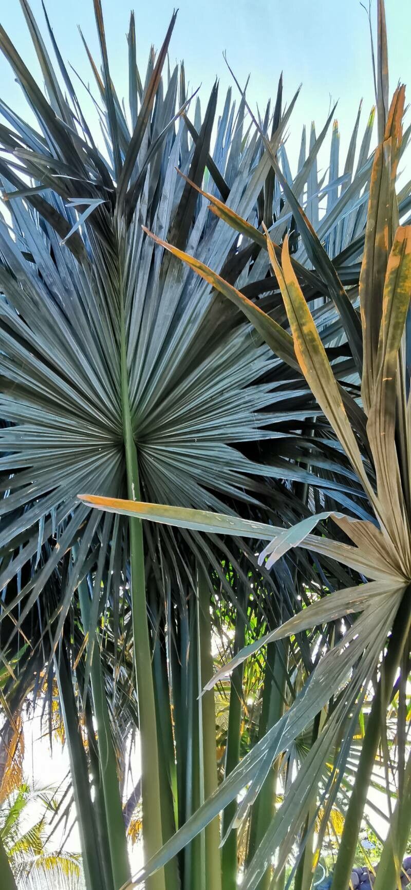 Corypha lecomtei — related species from the same genus