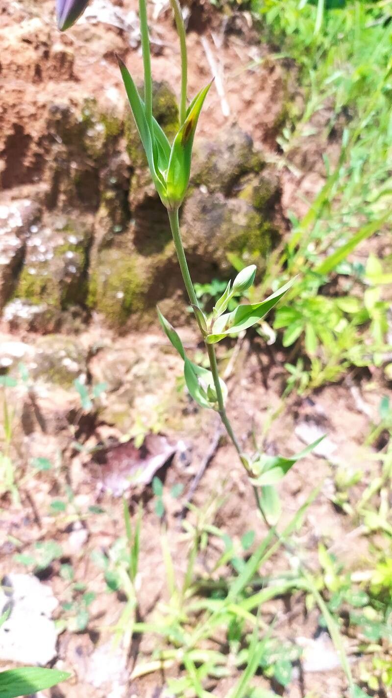 Calochortus cernuus habit