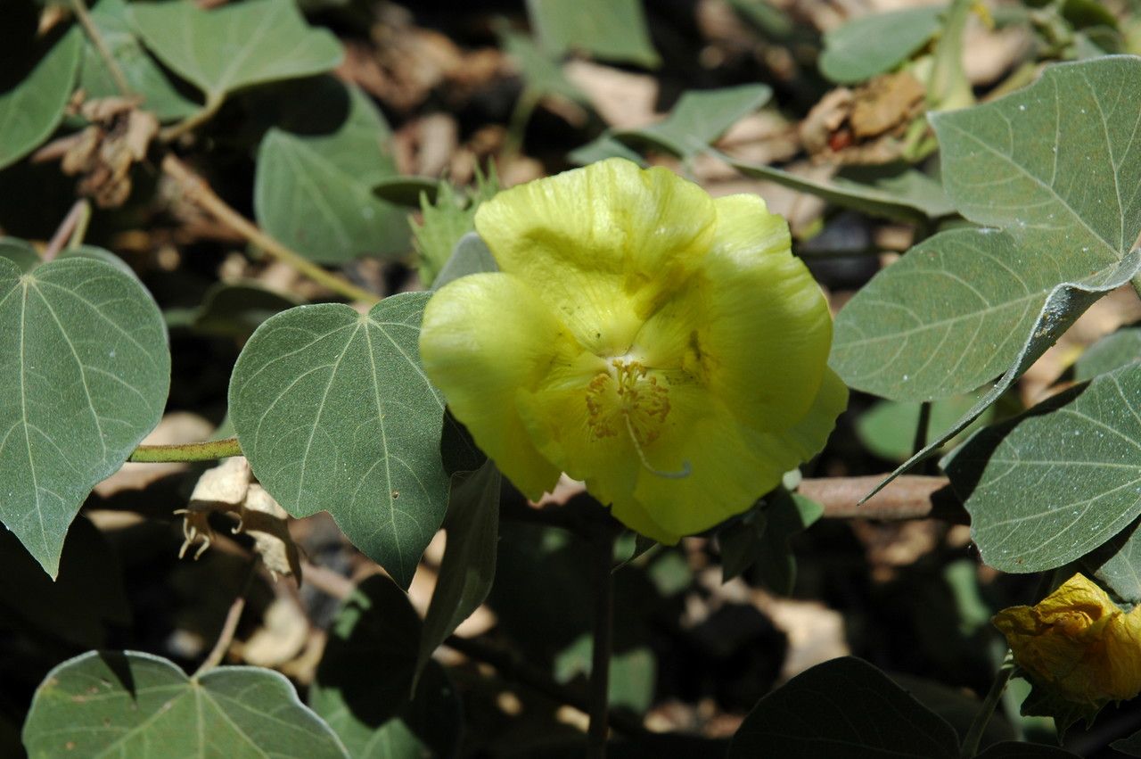 Gossypium tomentosum flower