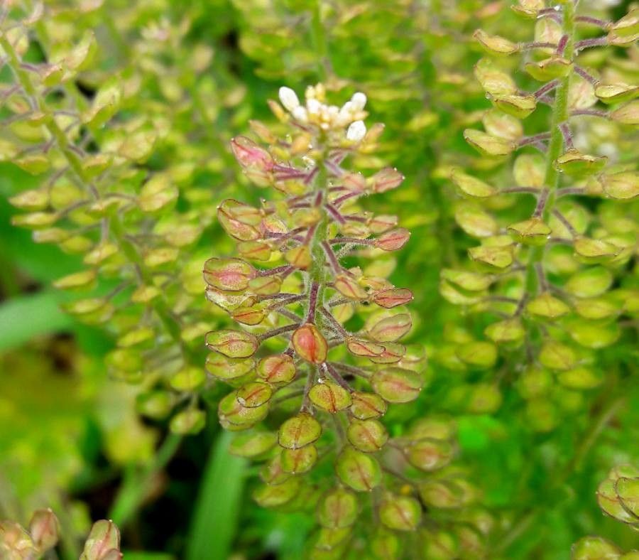 Lepidium campestre fruit