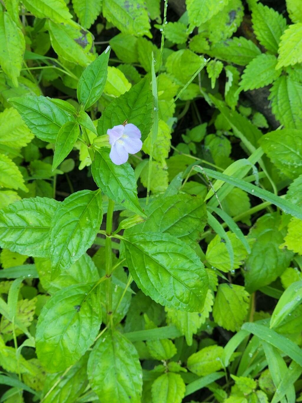 Mimulus alatus flower