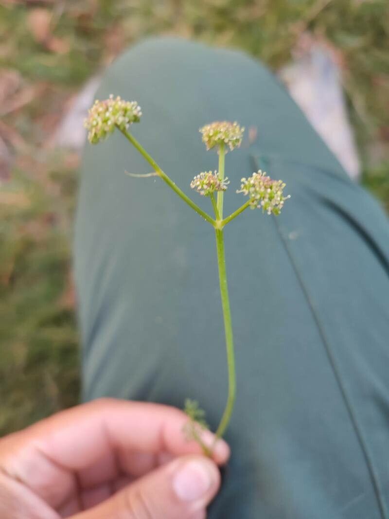 Selinum pyrenaeum flower