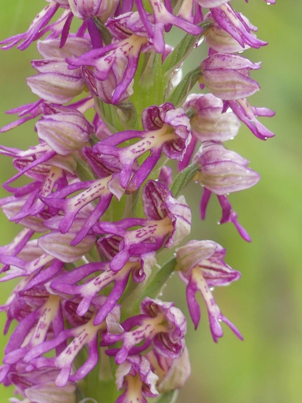Orchis x spuria flower