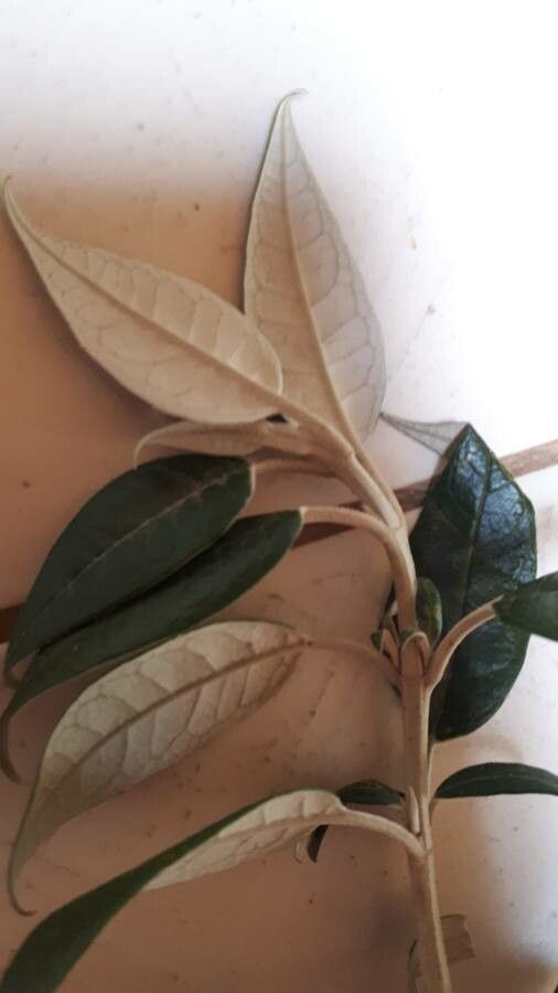 Buddleja nitida leaf