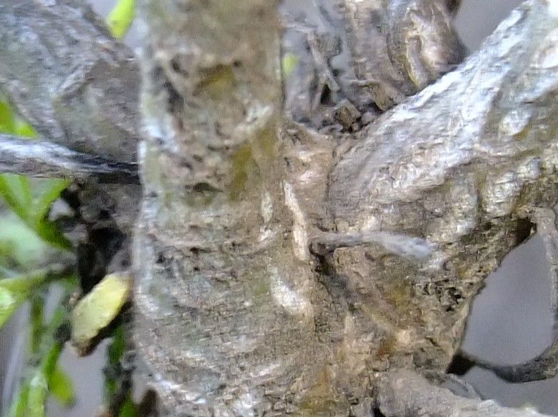 Allagopappus canariensis bark