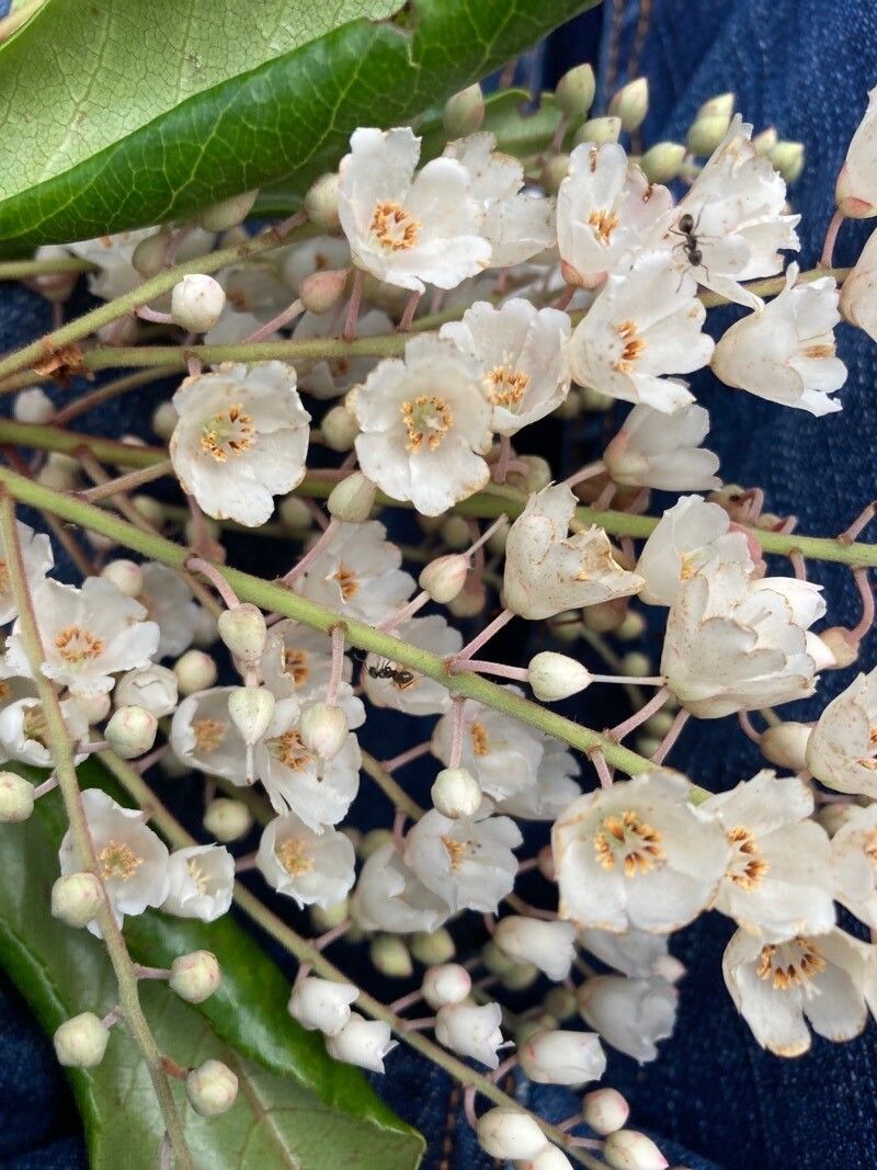 Clethra arborea flower