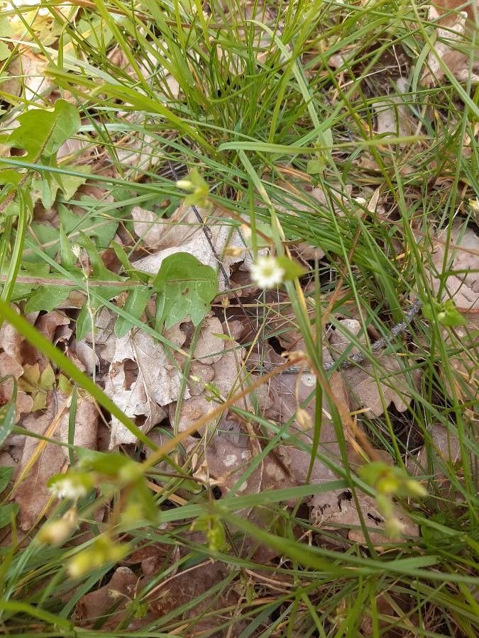 Triglochin palustris flower