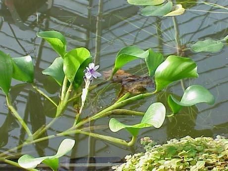 Pontederia azurea habit
