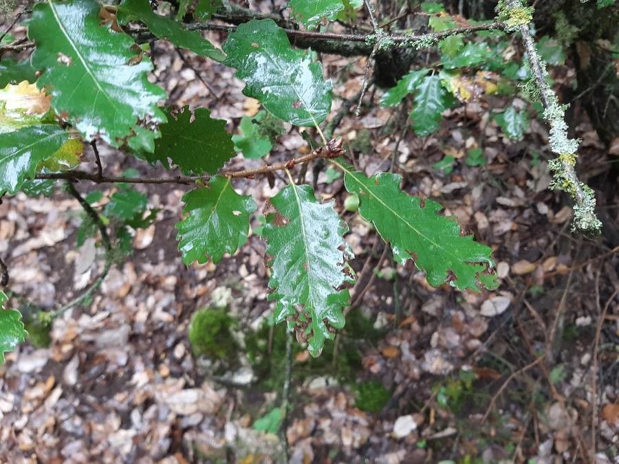 Quercus boissieri — houseplant care guide