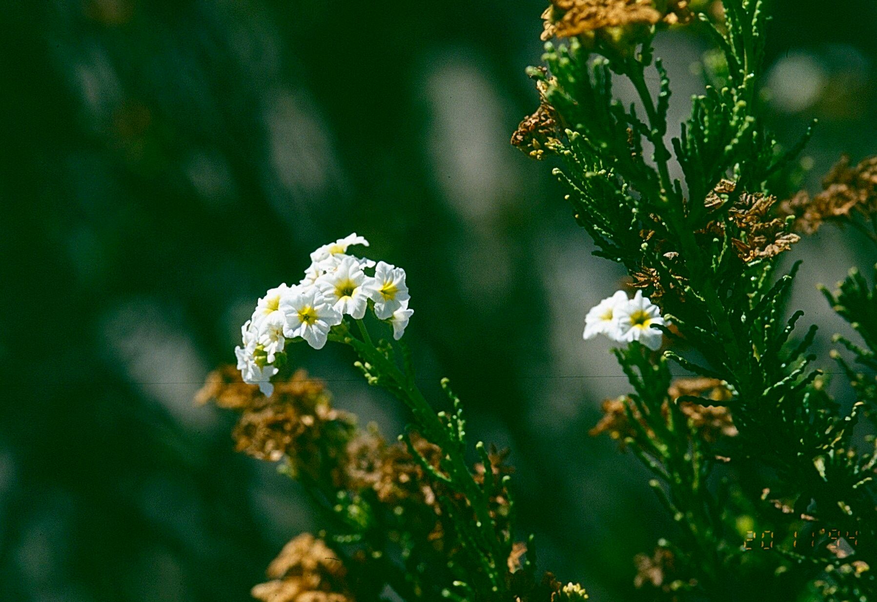 Heliotropium sinuatum — search result for 'Heliotropium'