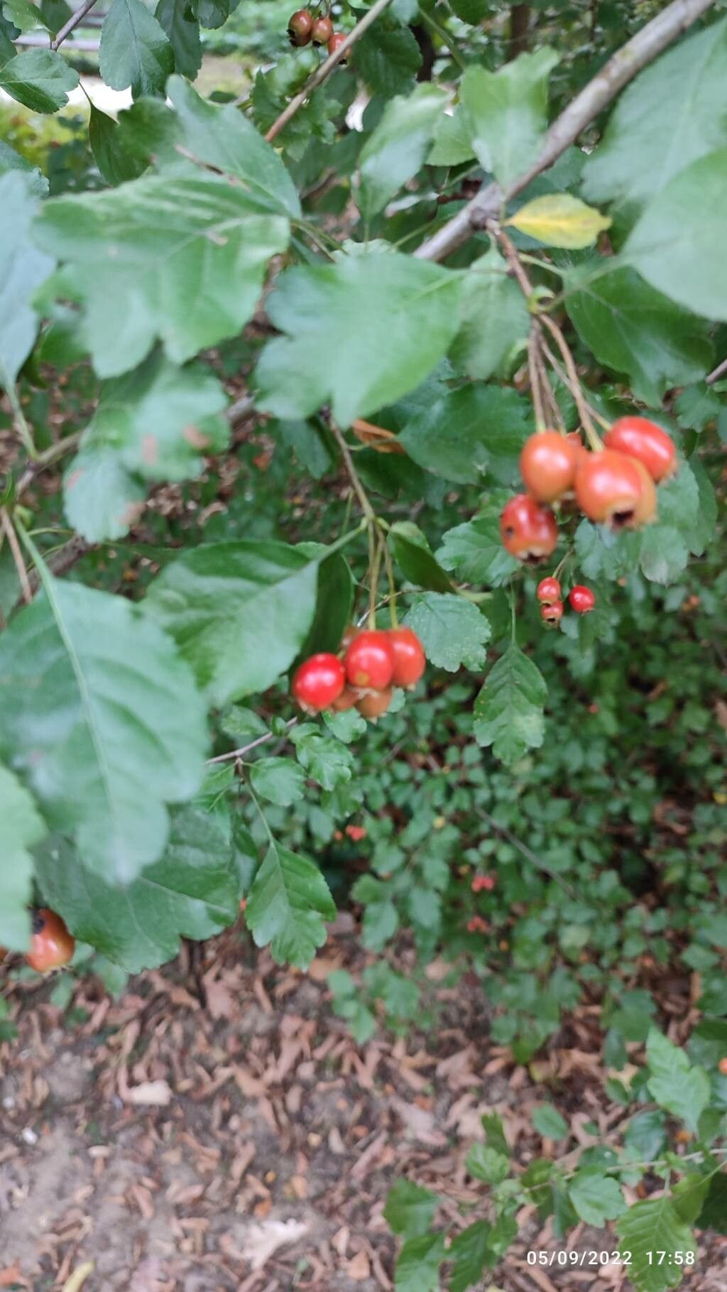 Crataegus viridis fruit