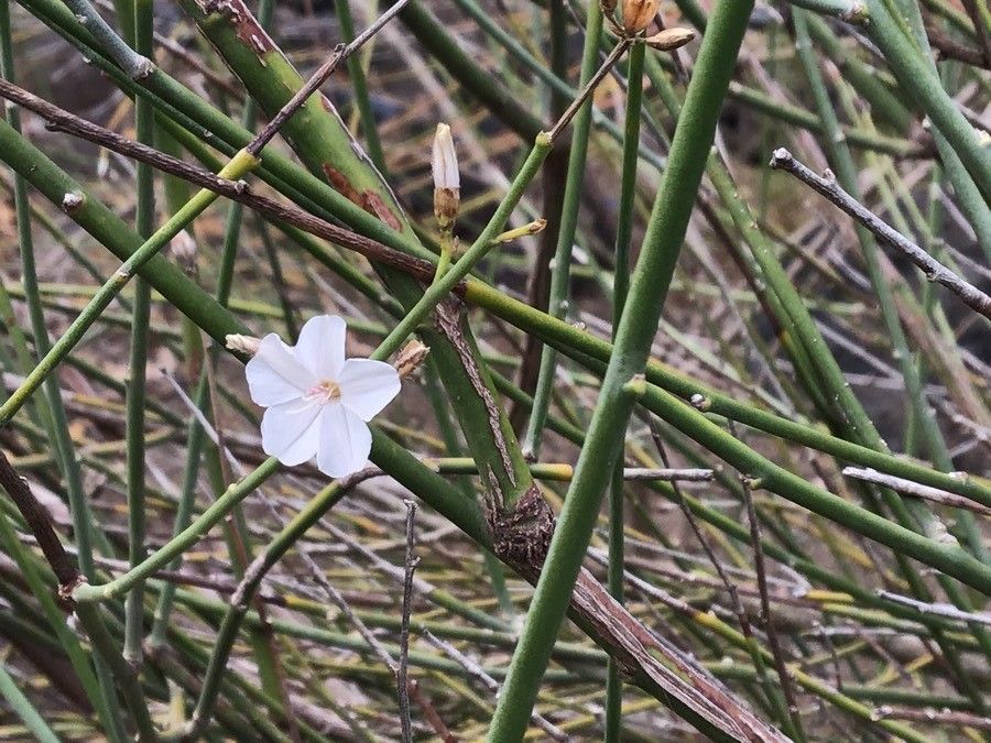 Convolvulus scoparius flower