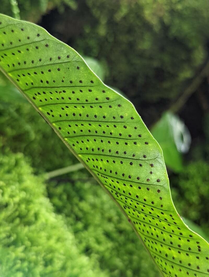 Campyloneurum sphenodes fruit