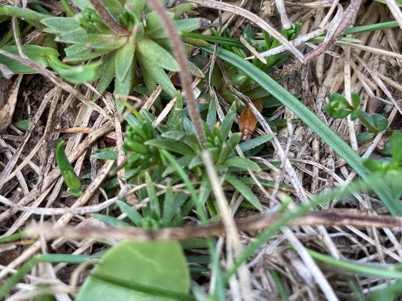 Androsace laggeri leaf