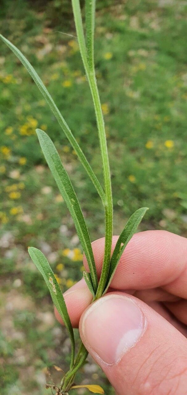 Erysimum pseudorhaeticum leaf