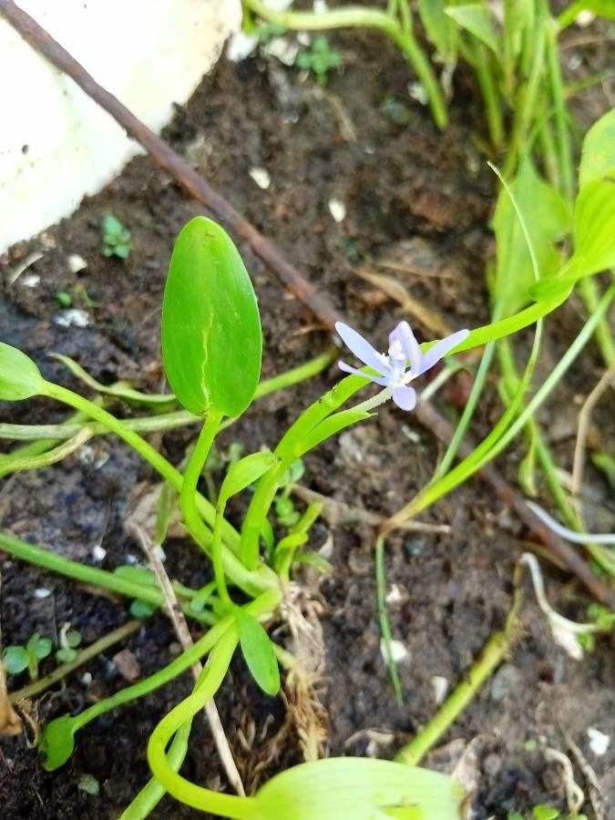Heteranthera limosa other
