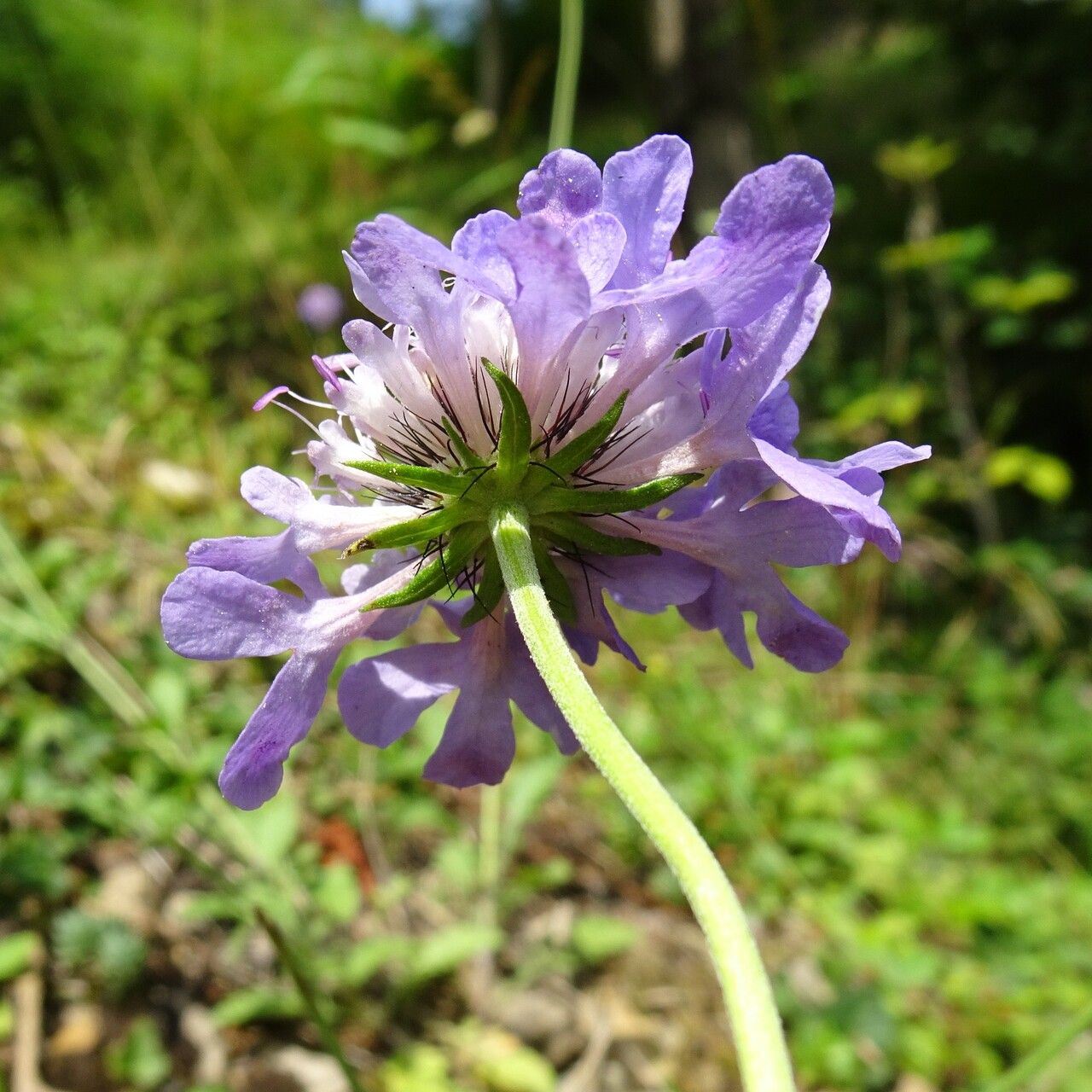 Scabiosa lucida flower