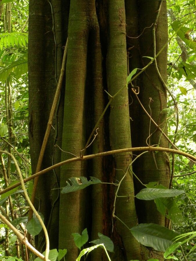 Aspidosperma myristicifolium bark