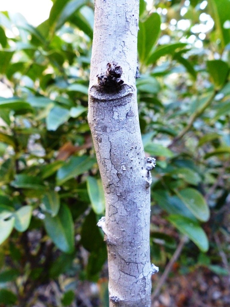 Cupaniopsis oedipoda bark