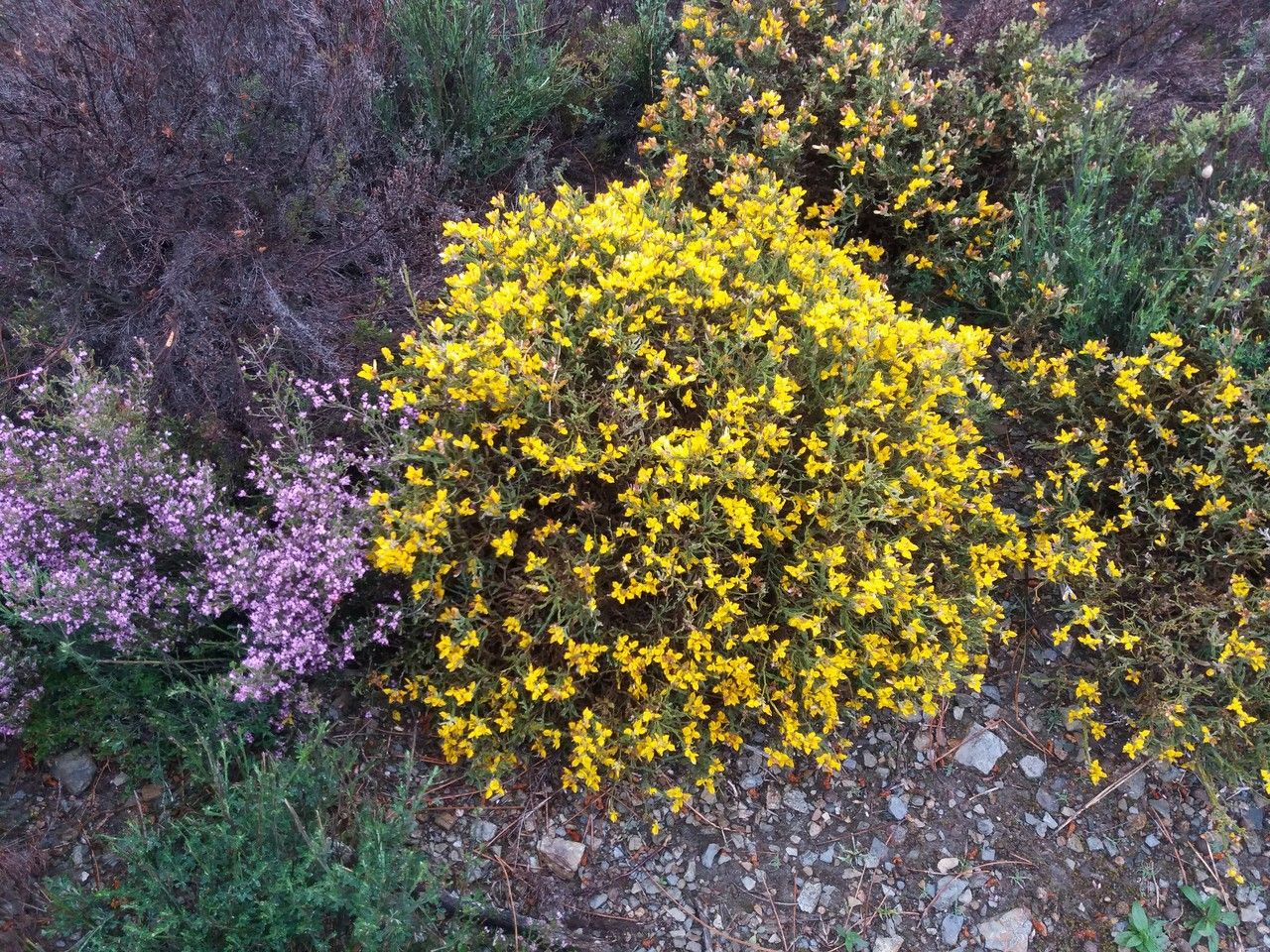 Genista tridentata habit