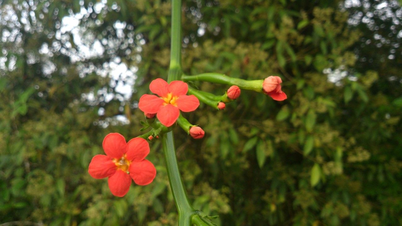 Psiguria warscewiczii flower