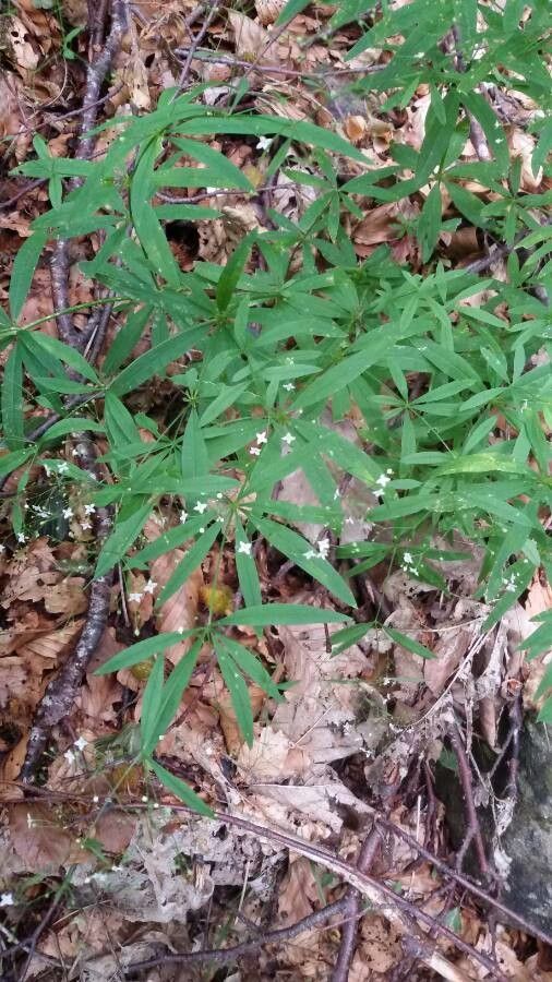 Galium laevigatum flower