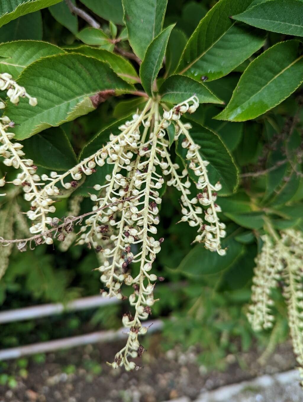 Clethra barbinervis fruit