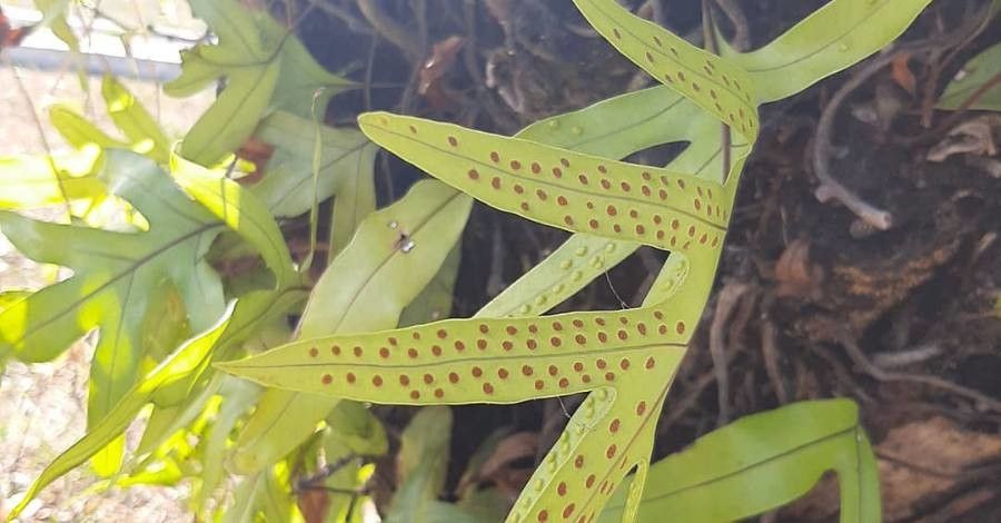 Phymatosorus scolopendria fruit